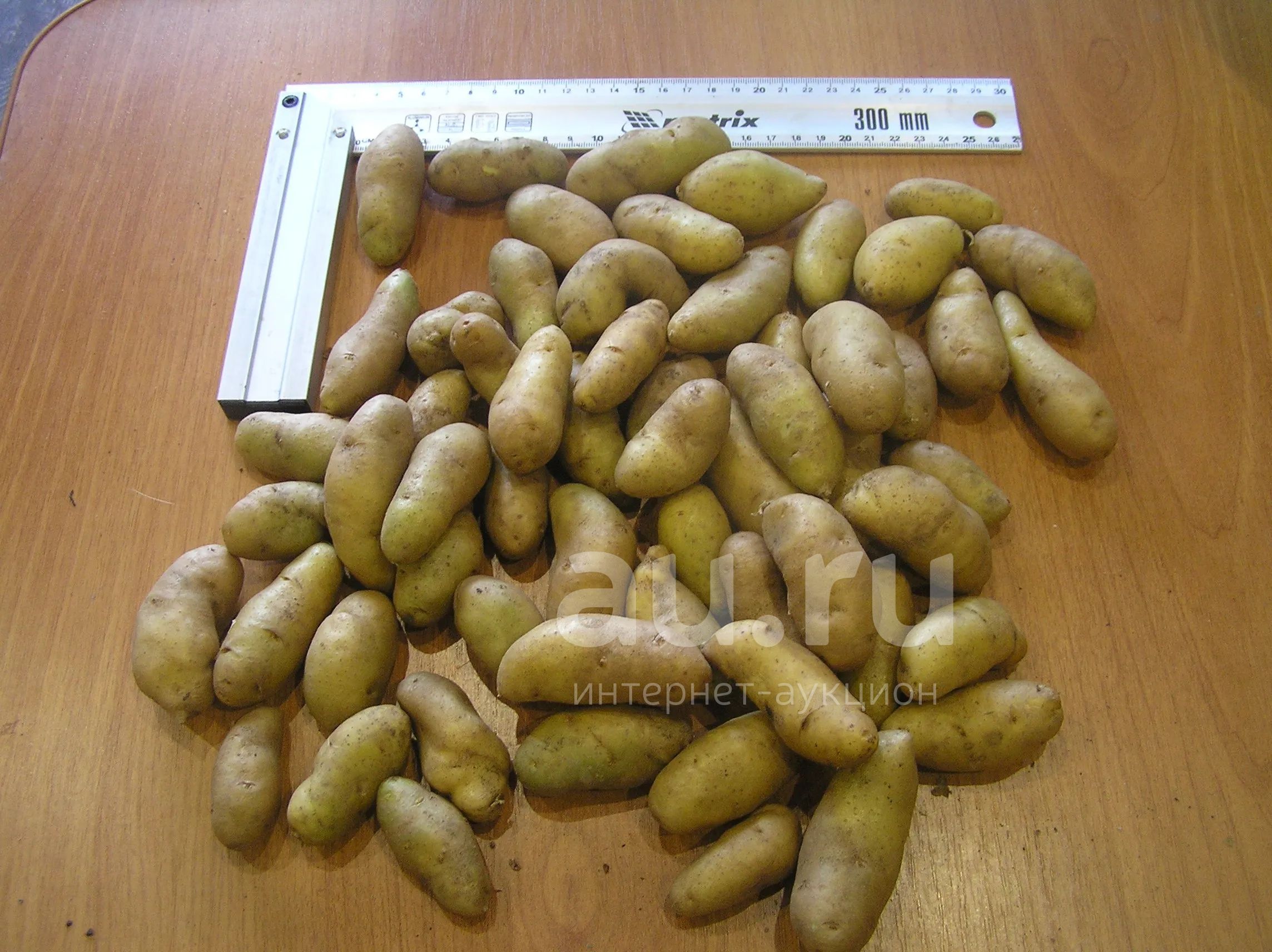 Картофель семенной, на посадку Ratte — купить в Красноярске. Овощи на ...