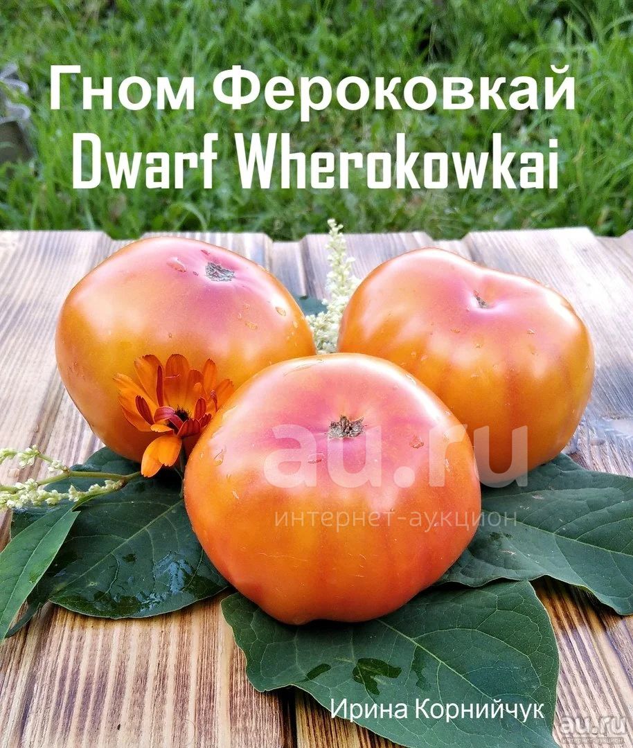 Семена томата Гном Фероковкай — купить в Красноярске. Овощи наинтернет-аукционе Au.ru