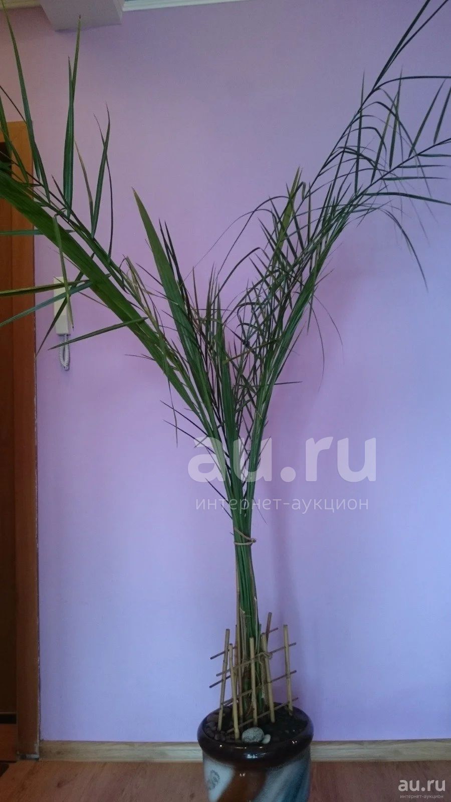 Фотографию Комнатного Финика