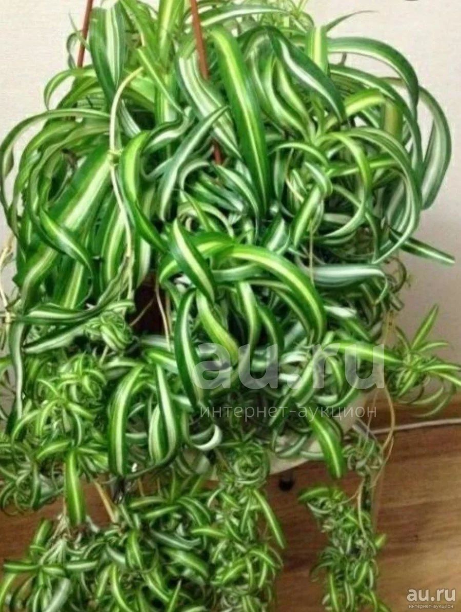 Хлорофитум Бонни