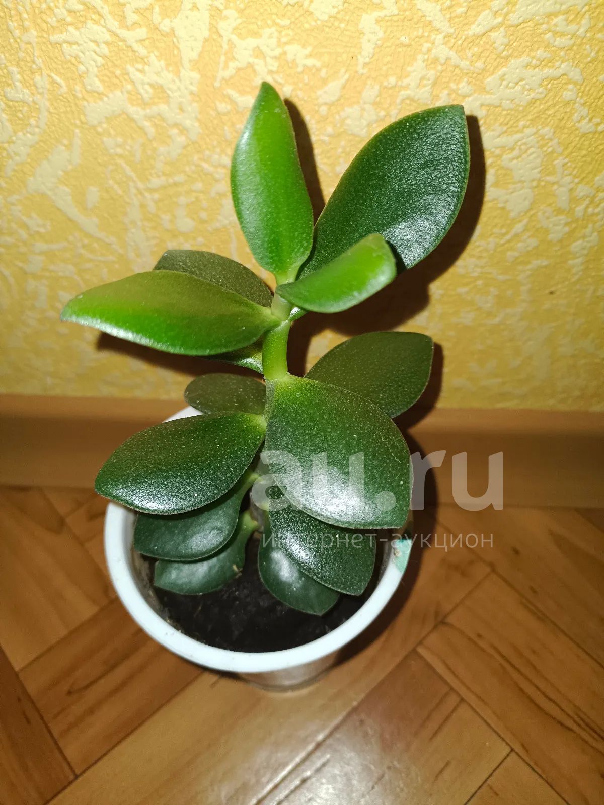 Денежное дерево, молоденький кустик — купить в Красноярске. Горшечные ...