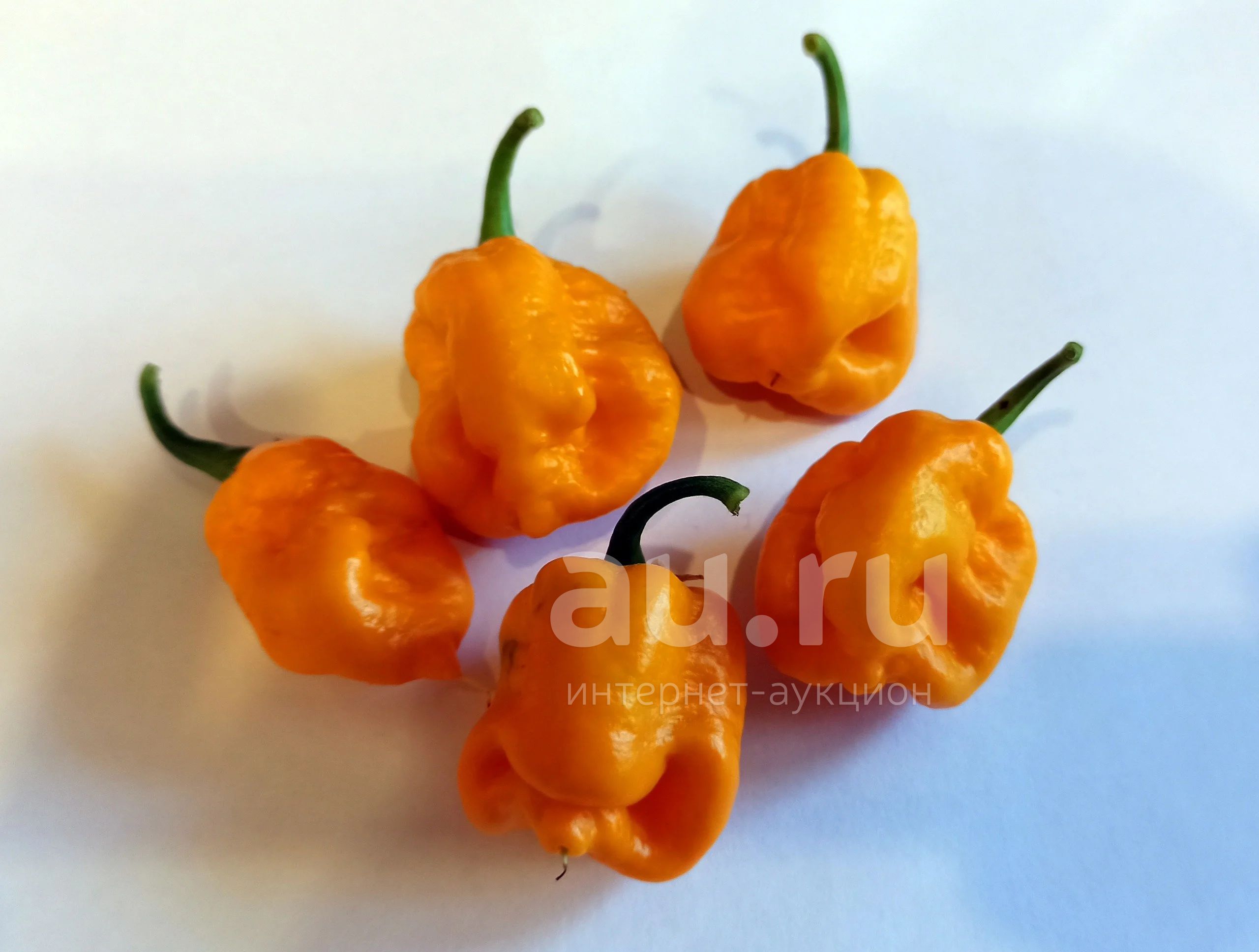 Плод перца Trinidad Moruga Scorpion Yellow, Тринидадский скорпион желтый.  Самый острый перец в мире после Каролина Рипер!!! Острота 2 000 000  Scovilles — купить в Красноярске. Овощи, фрукты, зелень на  интернет-аукционе Au.ru