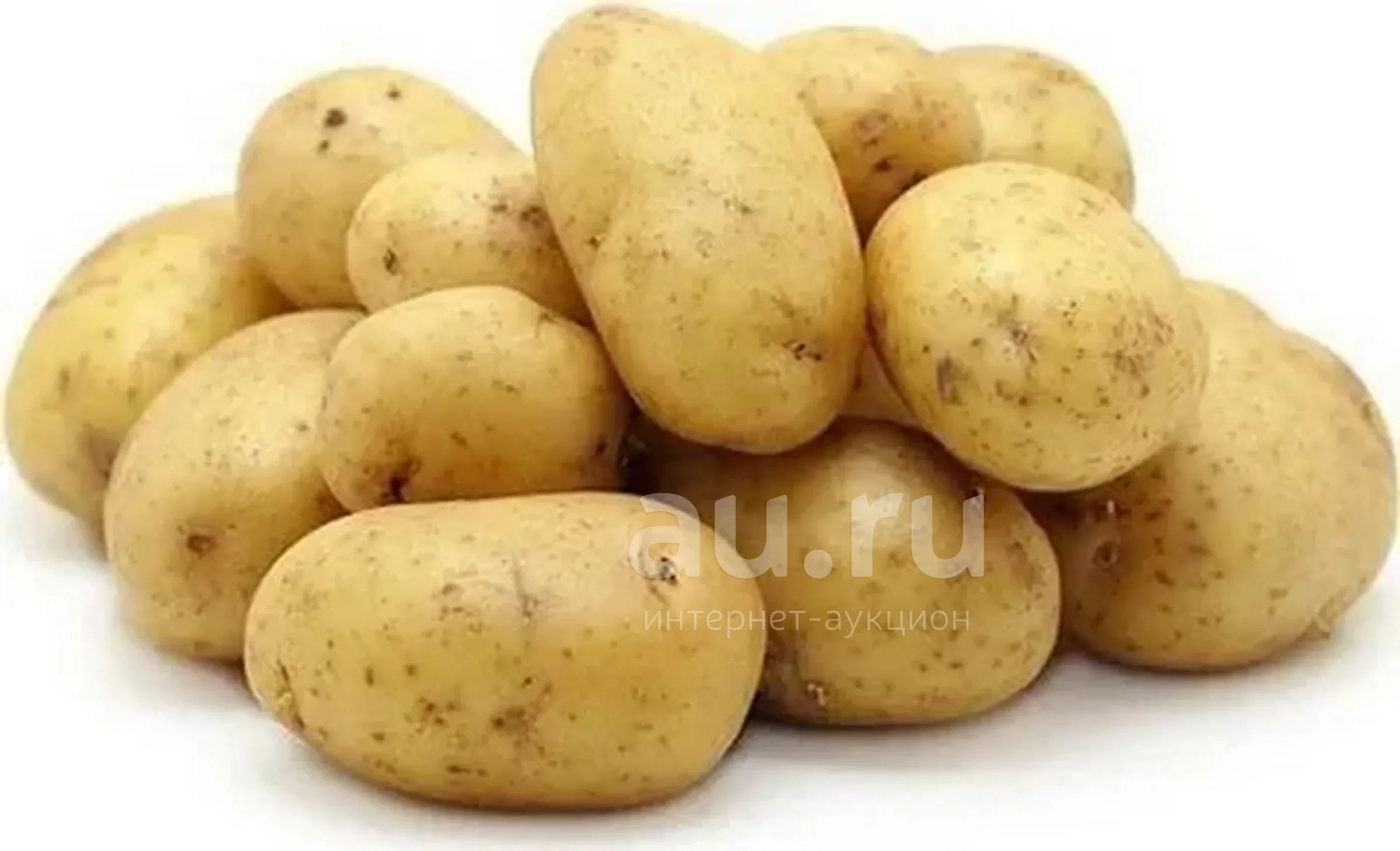 Сорт картофеля бернина характеристика отзывы. Семенной картофель. Сорт Гала. Картофель семенной Импала. Семенной картофель Пикассо.