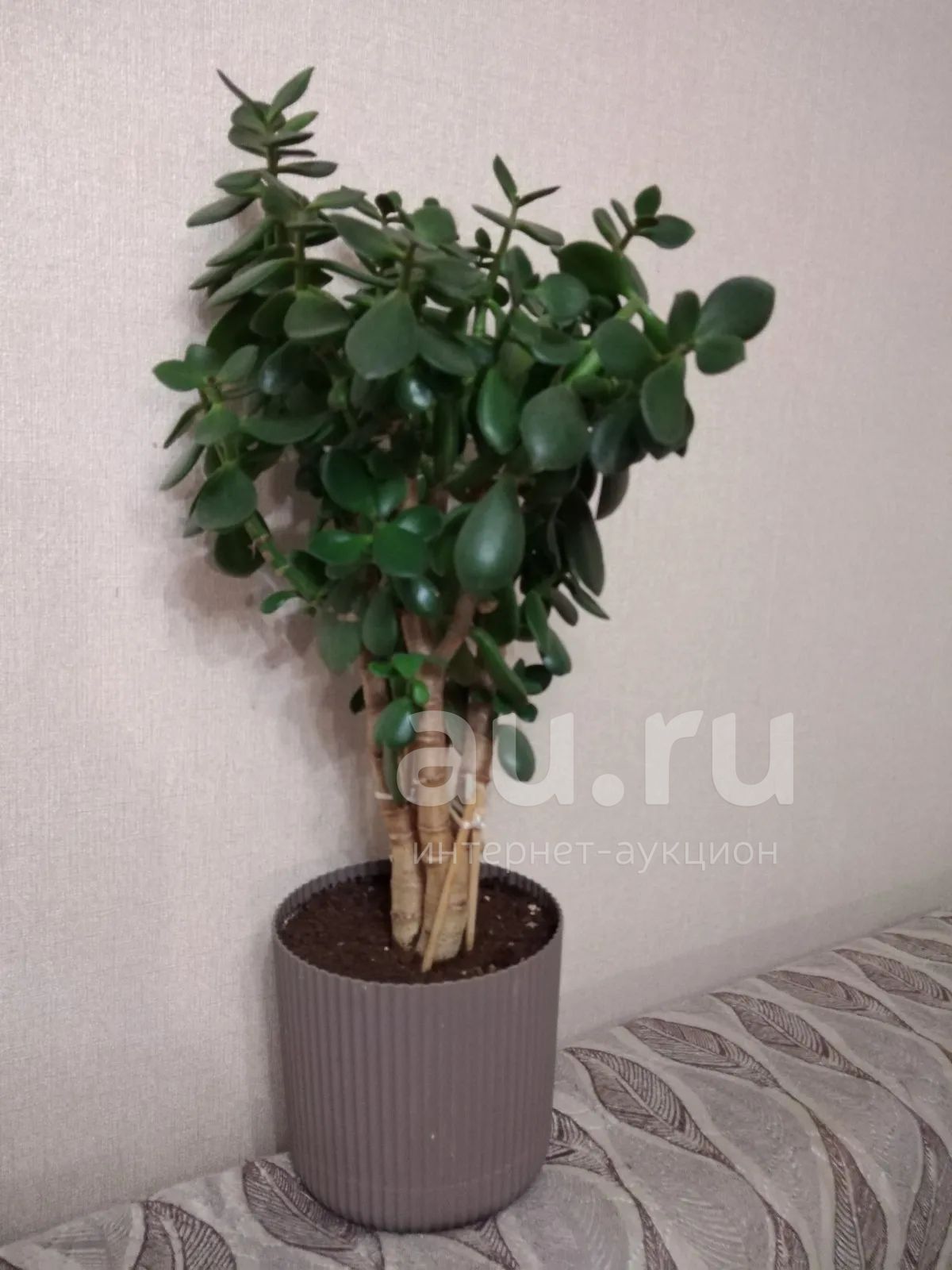 Толстянка — купить в Красноярске. Горшечные растения и комнатные цветы ...