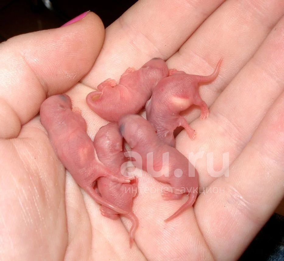 Новорожденные детеныши мыши. Новорожденные крысята Дамбо. Мышата только родившиеся.