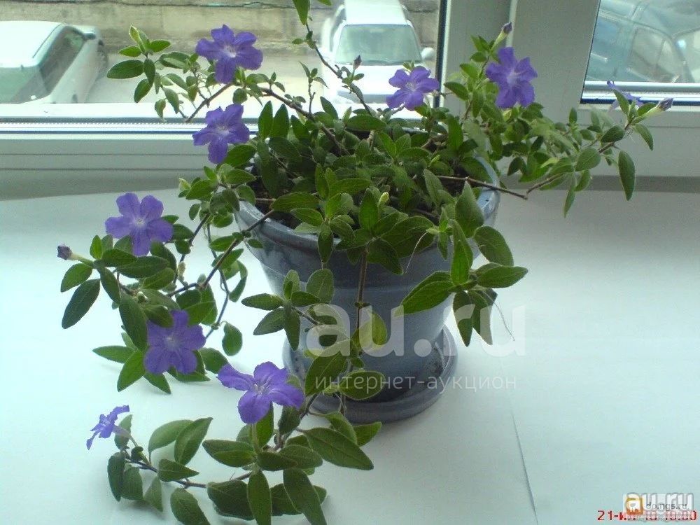 Броваллия ампельная