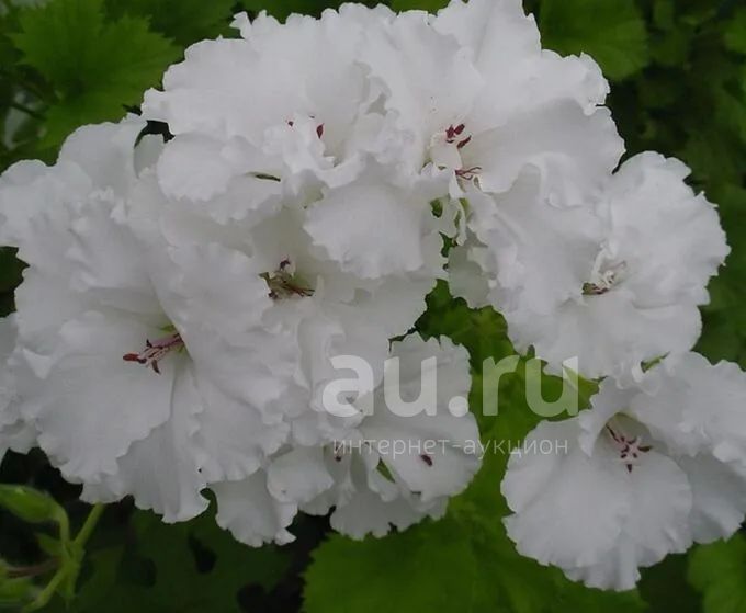 Пеларгония королевская Double White — купить в Красноярске. Горшечные ...
