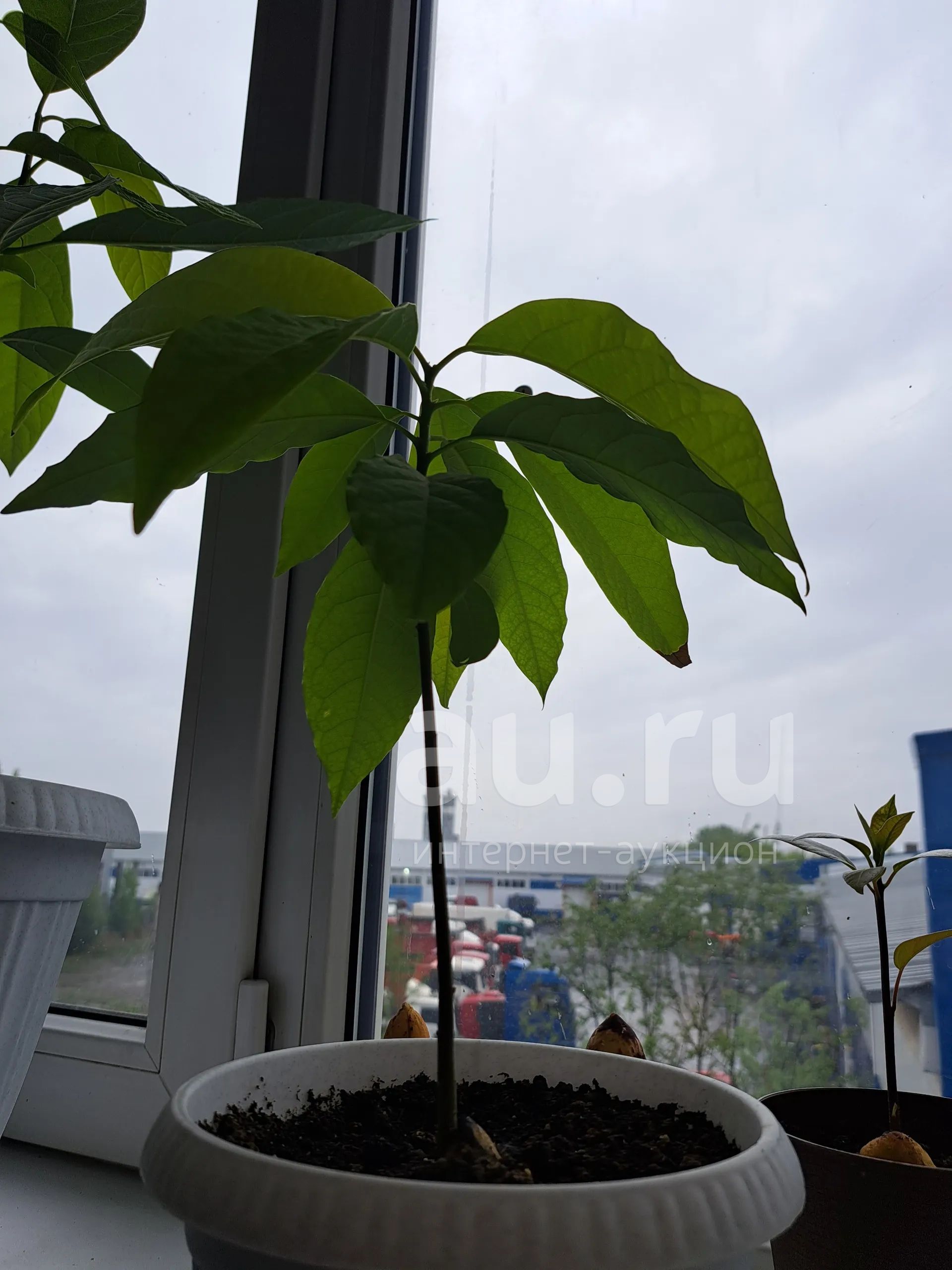 Авокадо 🥑 — купить в Красноярске. Горшечные растения и комнатные цветы ...