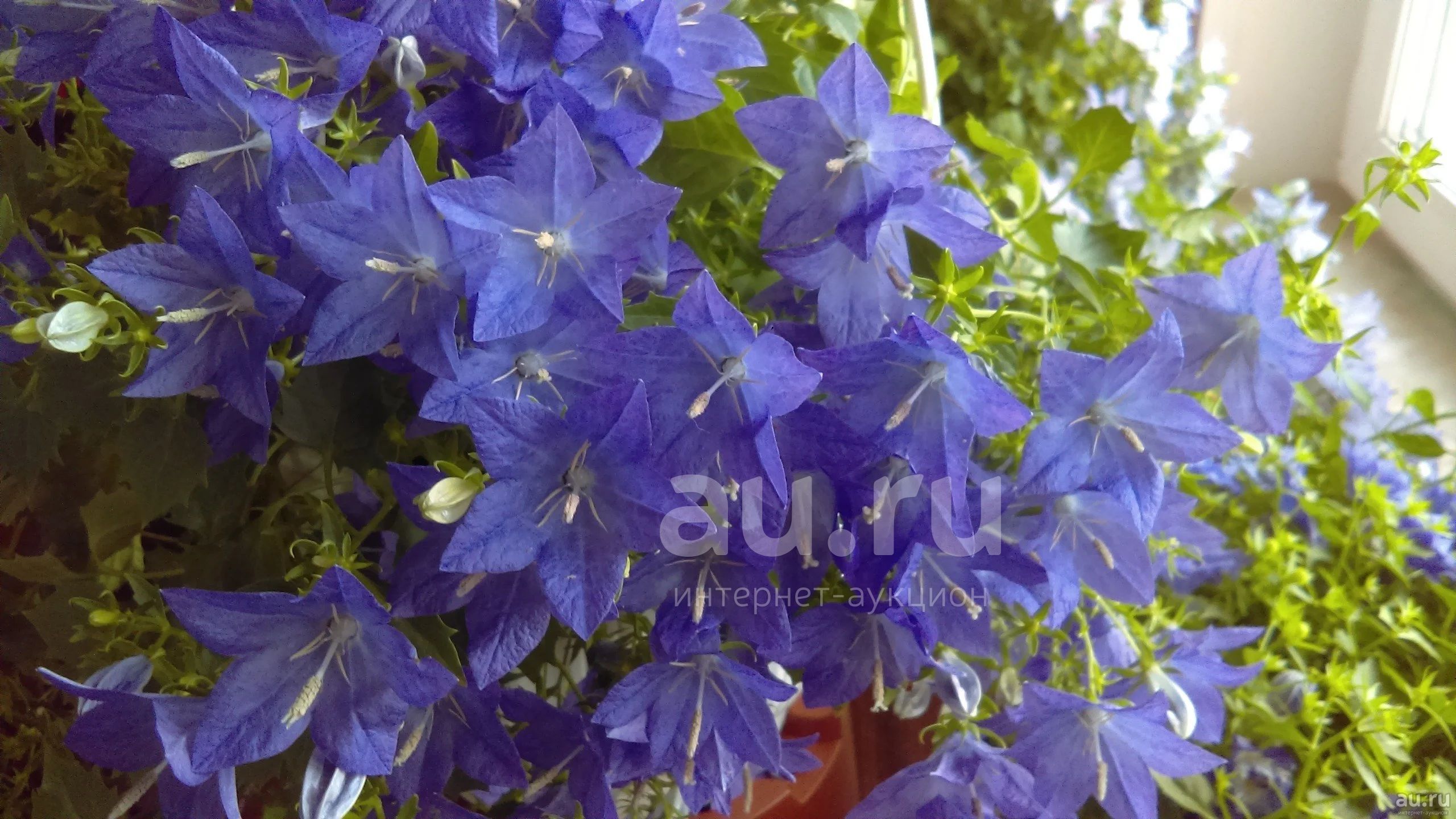 Кампанула равнолистная Campanula Isophylla Napoli Blue — купить в ...