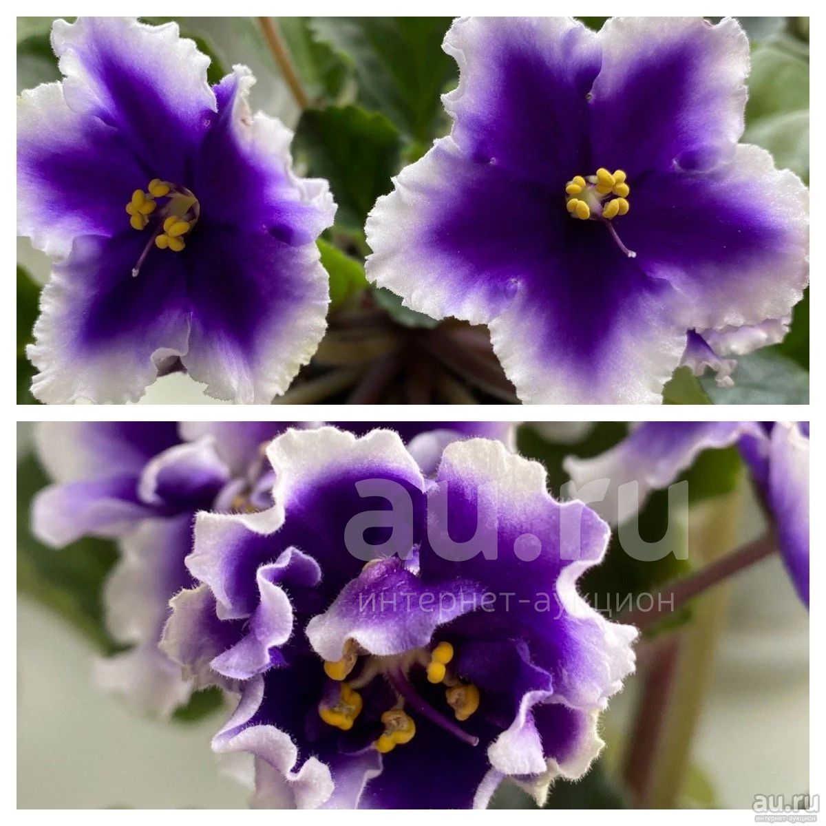 Фиалка dn-new star,,,royal blue.Лист — купить в Красноярске. Горшечные ...