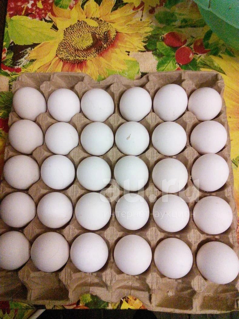 Куплю инкубационное яйцо воронеж. Инкубационное яйцо Леггорн. Инкубационное яйцо f22 203494. Инкубационное яйцо венгриякробка. Яйцо инкубационное cz710 05306.