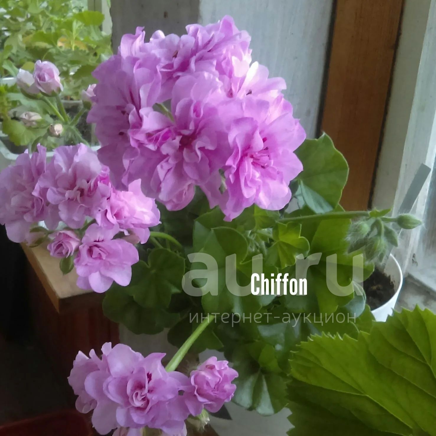Пеларгония плющелистная Shiffon — купить в Красноярске. Горшечные ...