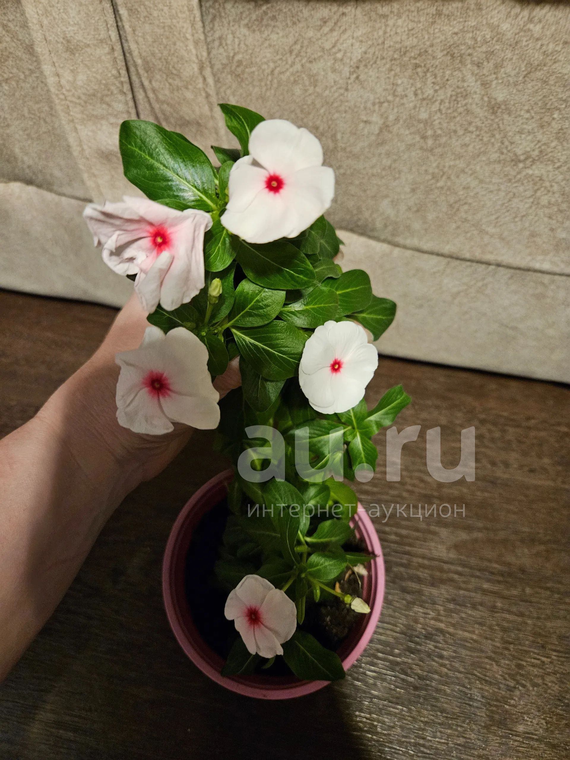 Катарантус цветущий — купить в Красноярске. Горшечные растения и ...