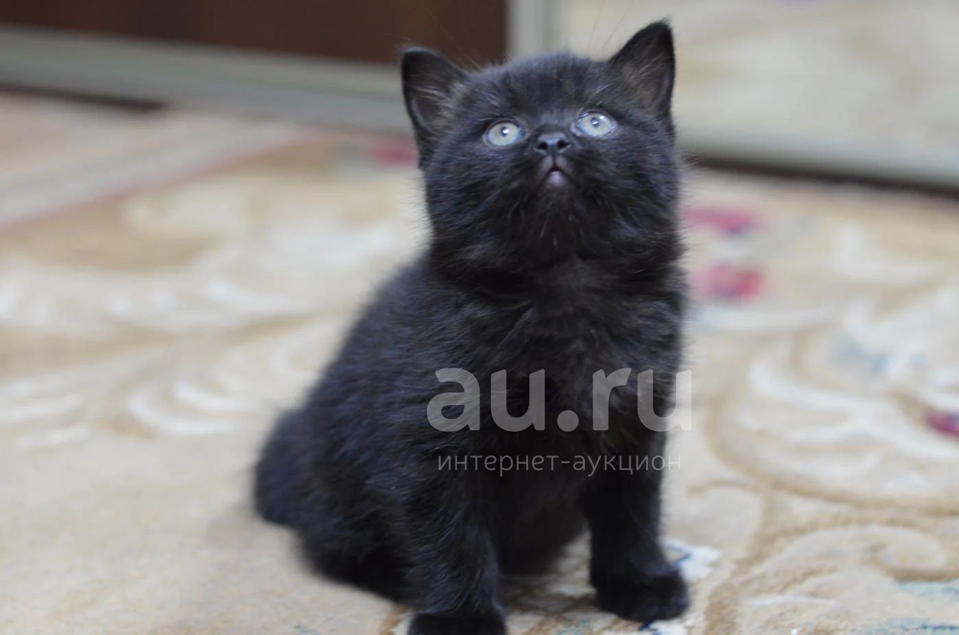 Черный шотландский кот прямоухий
