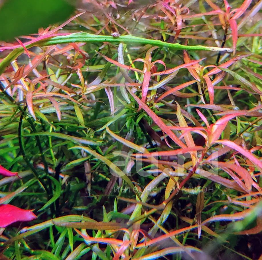 Людвигия Остролистная и Аркуата дугообразная (Ludwigia arcuata ...