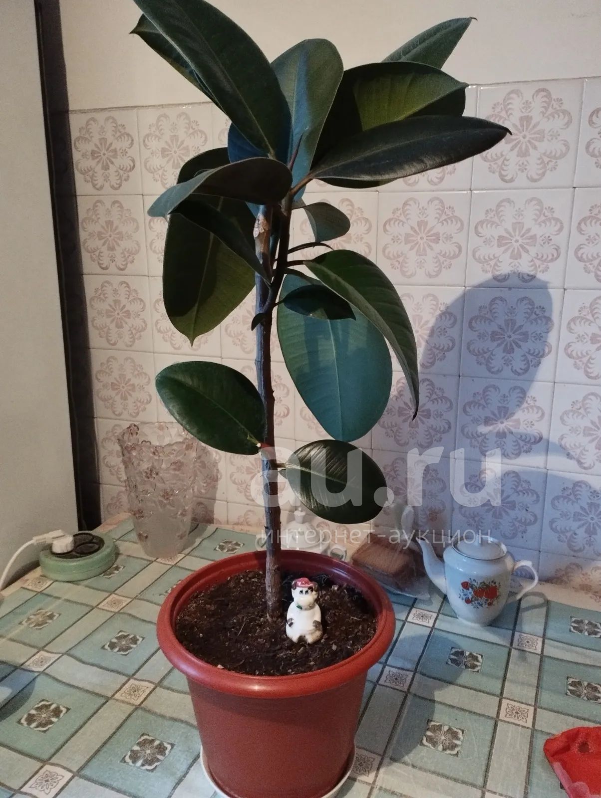 Каучуконосный фикус Одри