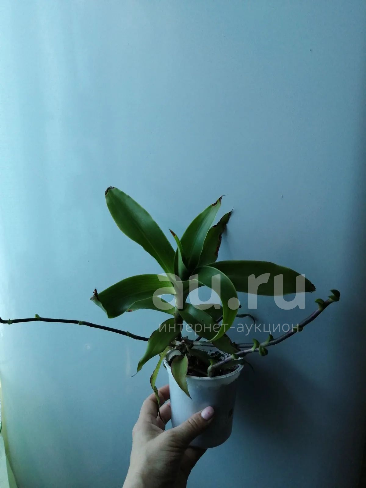 Сегодня я благоухаю картинки