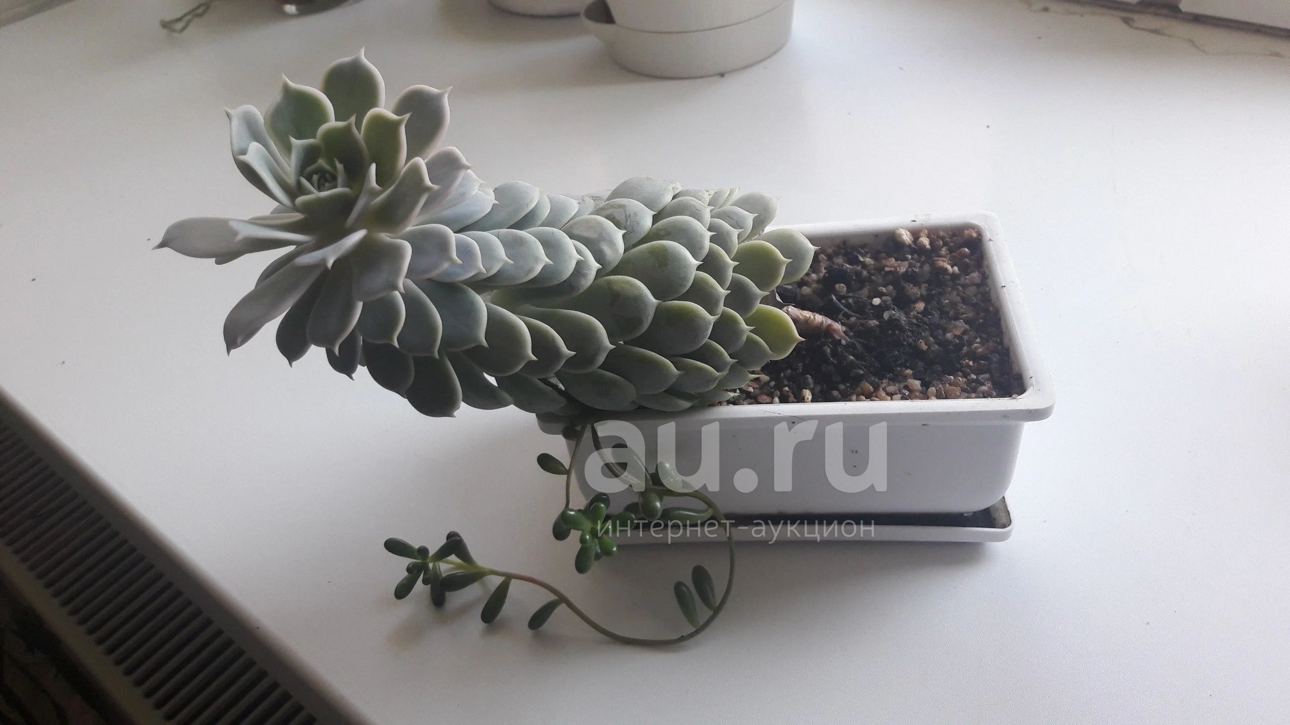 Композиция, суккуленты — купить в Красноярске. Горшечные растения и ...