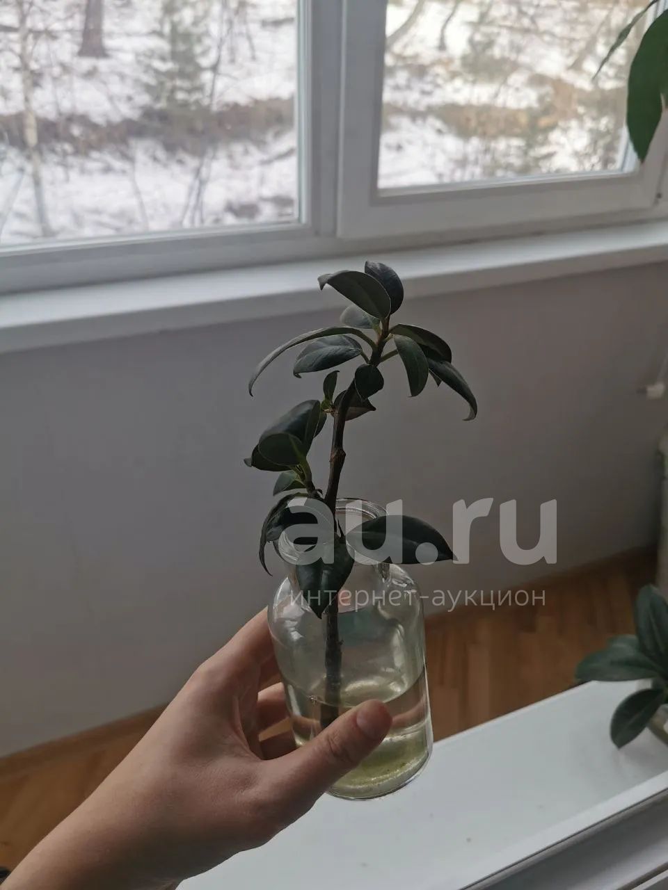 Фикусы — купить в Красноярске. Горшечные растения и комнатные цветы на ...
