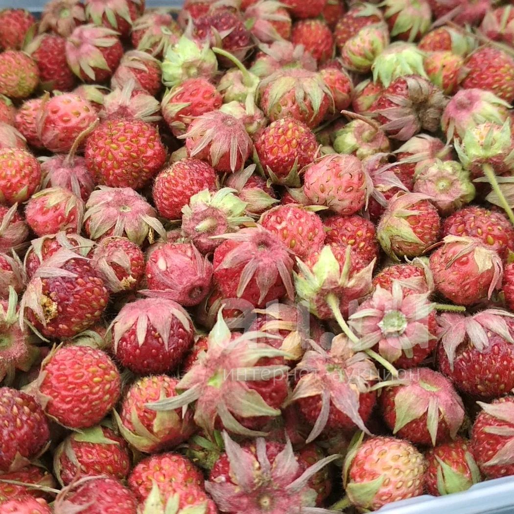 Земляника зеленая Fragaria viridis duch.
