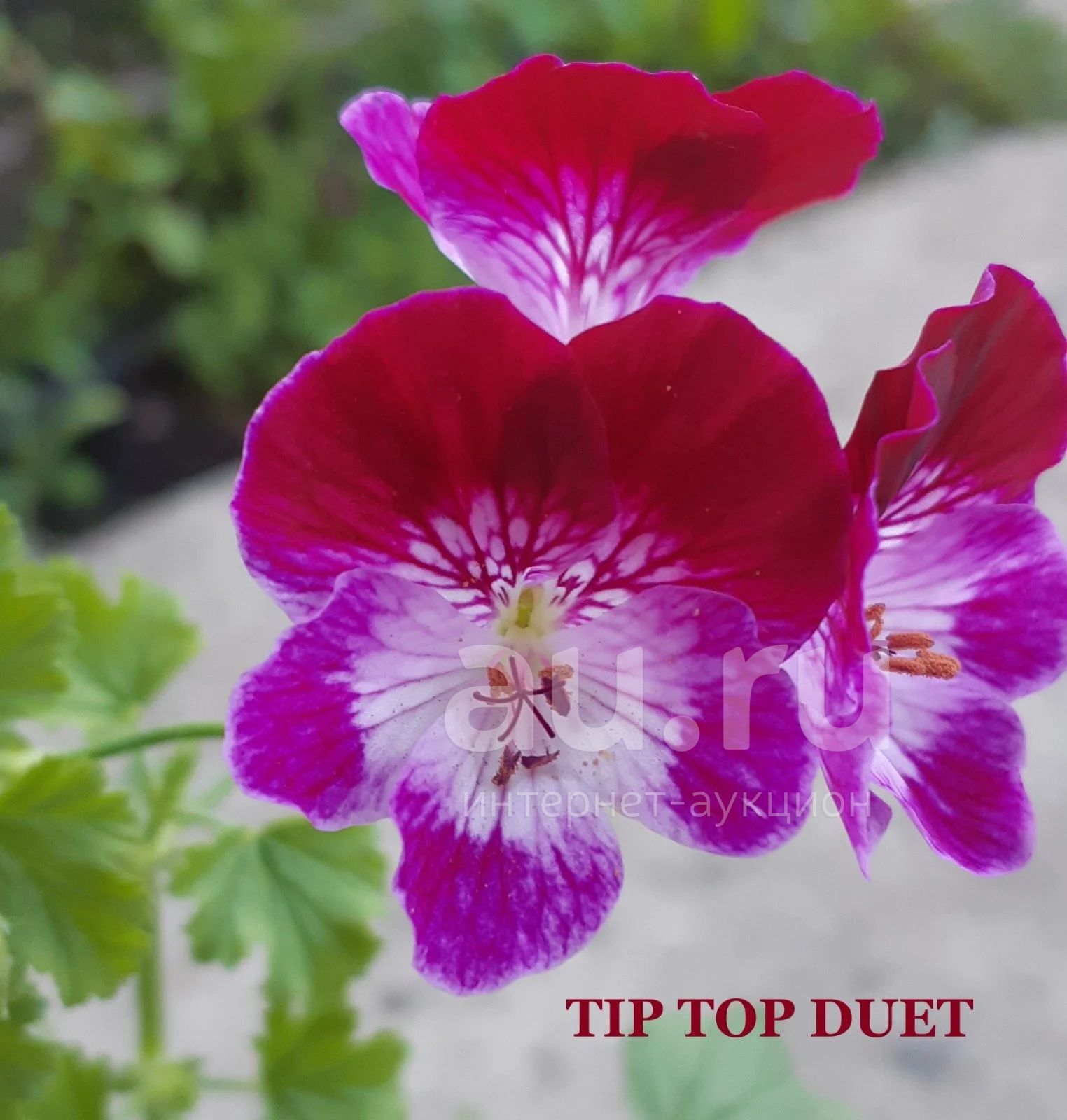 Пеларгония королевская (ангел) Tip Top Duet — купить в Красноярске ...