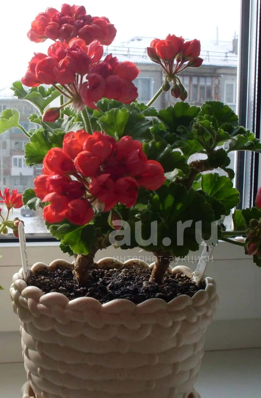 Пеларгония тюльпановидная розовая — купить в Красноярске. Горшечные ...