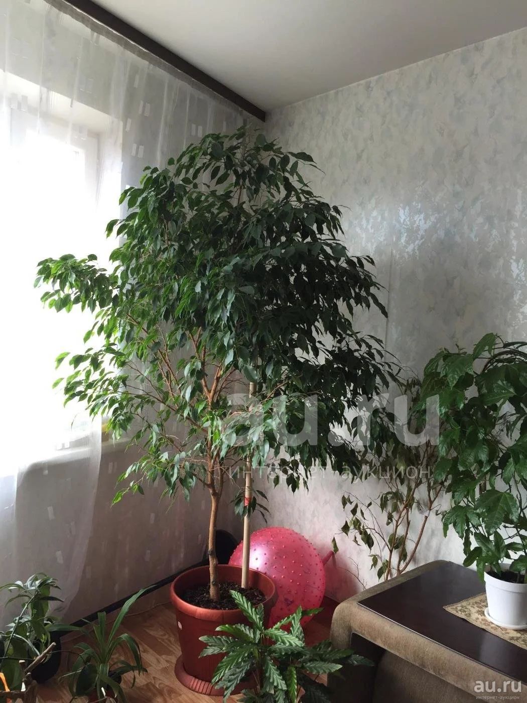Фикус Бенджамина крупномер