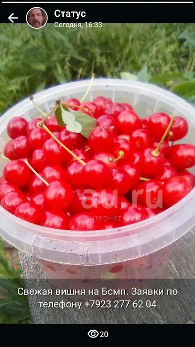Вишня свежая — купить в Красноярске. Состояние: Новое. Ингредиенты для ...