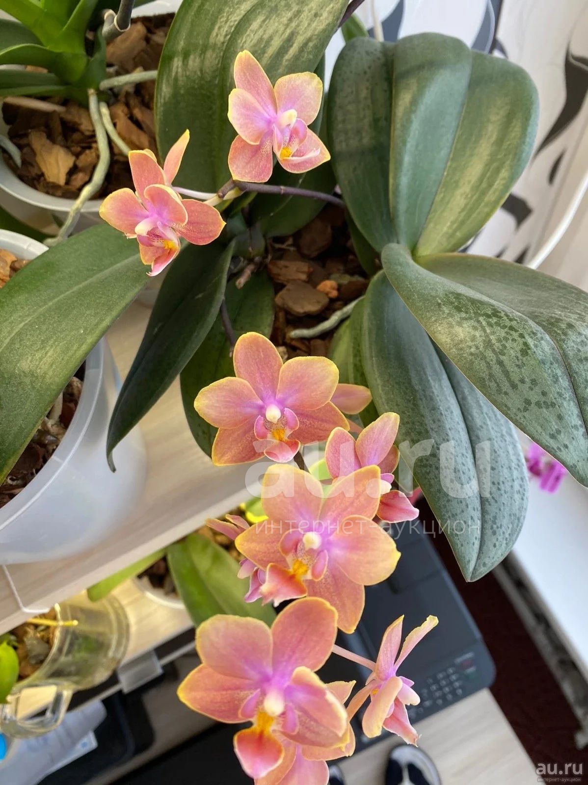 Дасти бель орхидея описание фото Орхидея Фаленопсис Дасти Бель - купить в Красноярске. Горшечные растения и комна