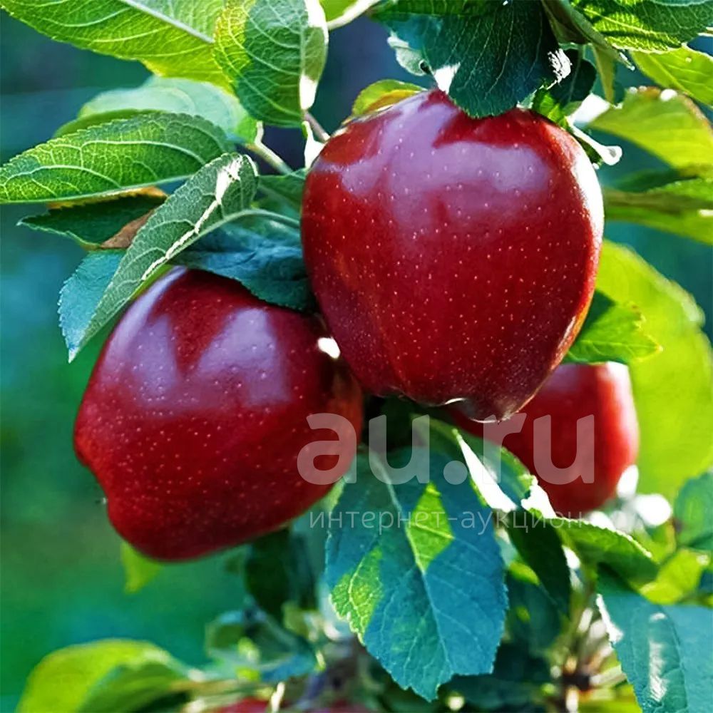 Яблоки Ред Чиф Фото
