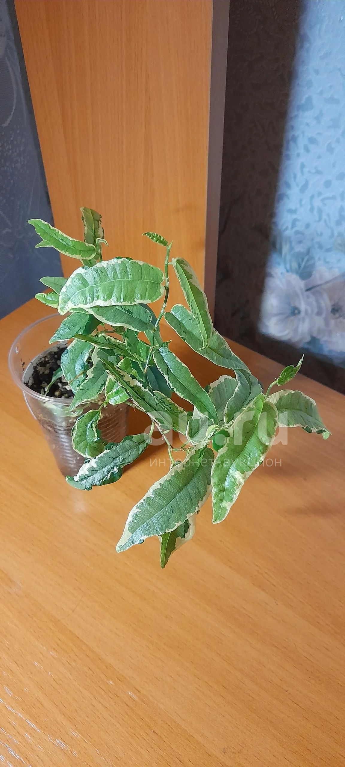 Фикус ампельный