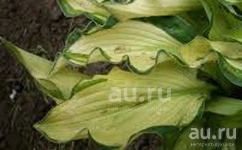 хоста 'Жанет Дей' (hosta 'Janet Day') — купить в Красноярске. Садовые ...