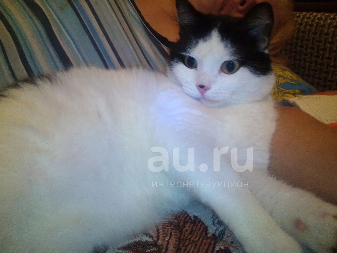 Кот адольф