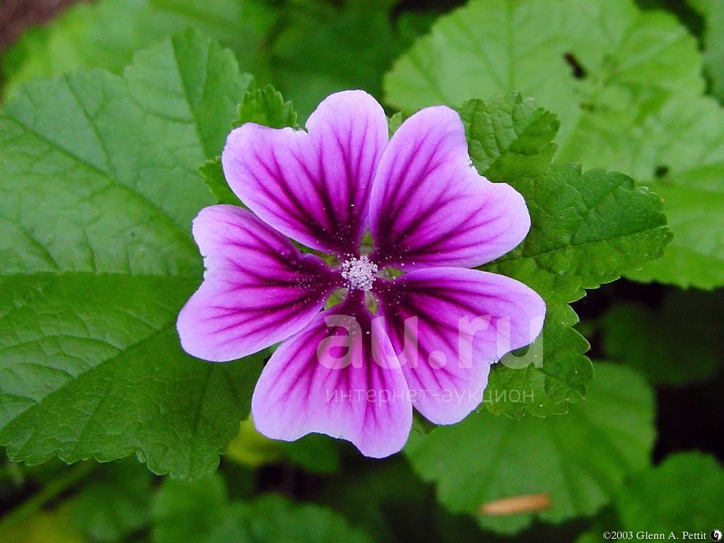 Hollyhock Soap