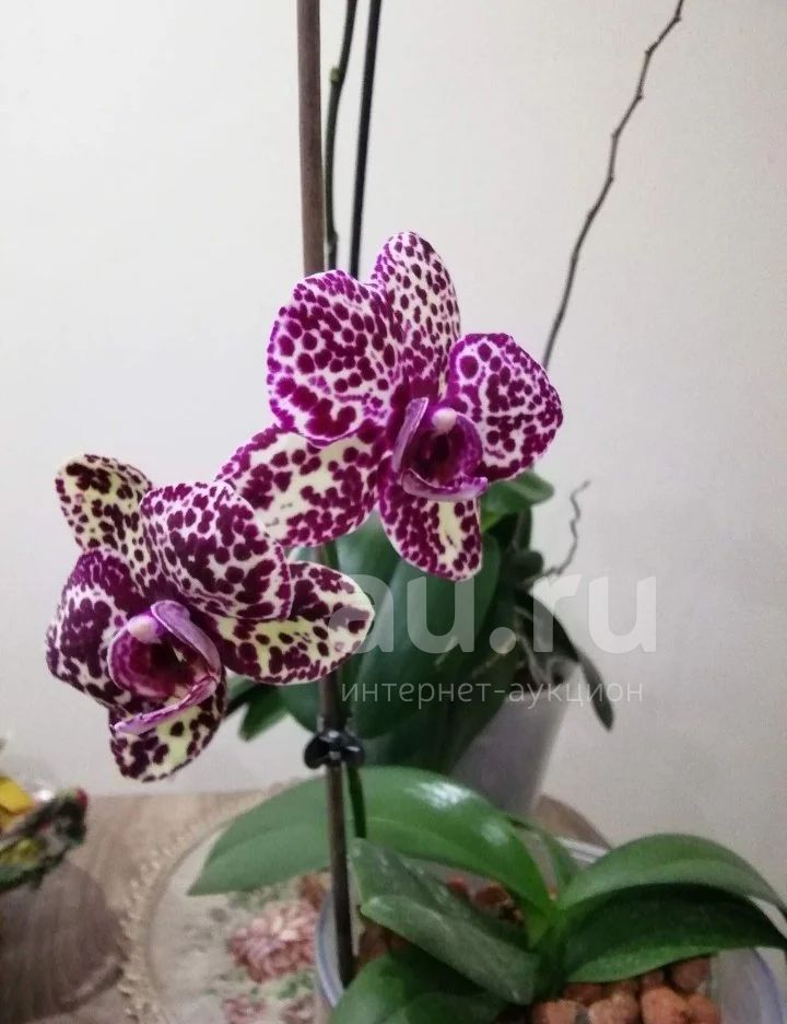 Фаленопсис Phal Lioulin Wild Cat