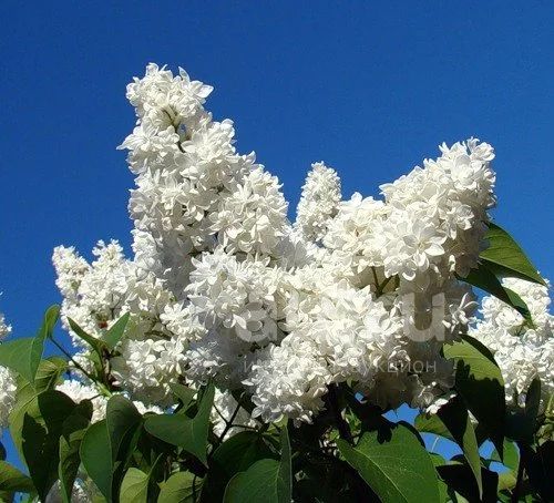 Сирень белая махровая. Саженцы — купить в Красноярске. Декоративные ...