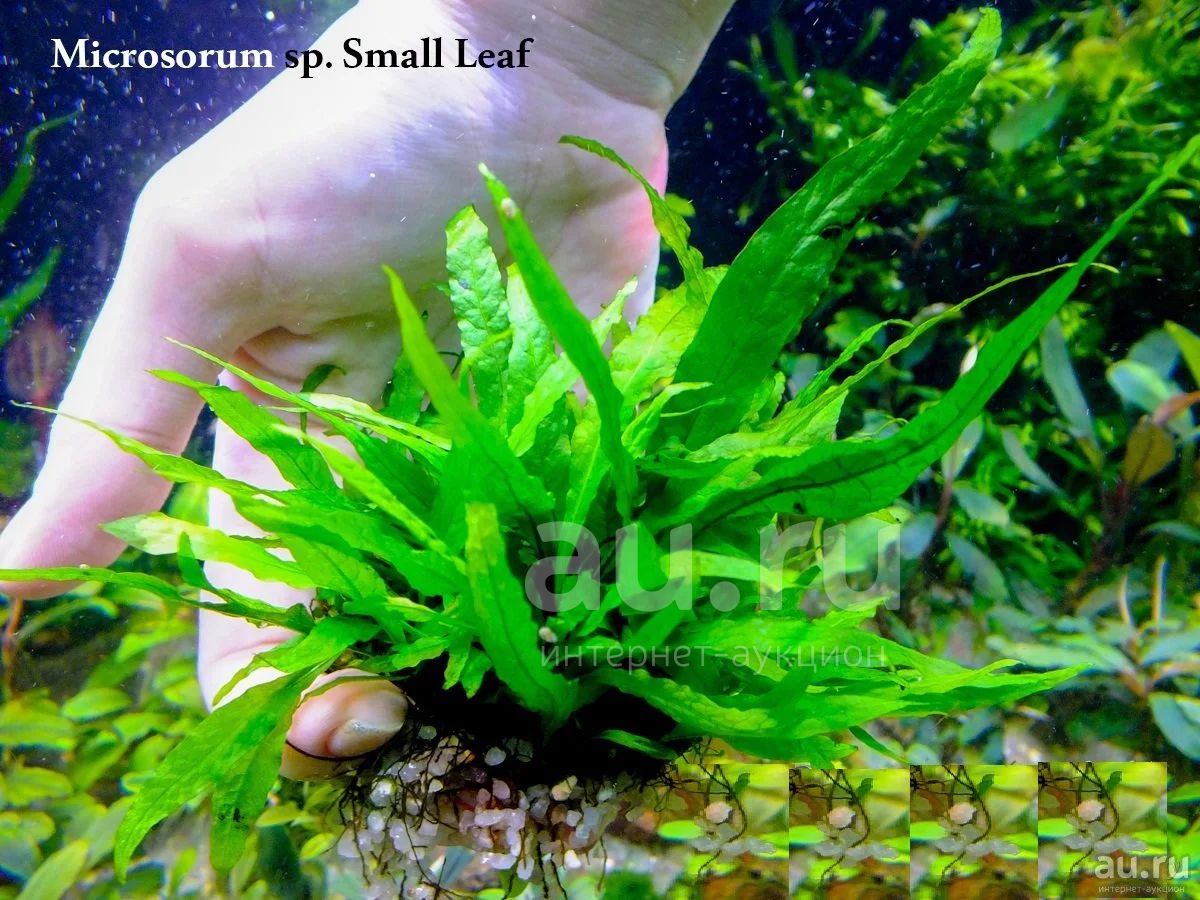 Папоротник Малый лист Microsorum pteropus Small leaf Тайландский для ...