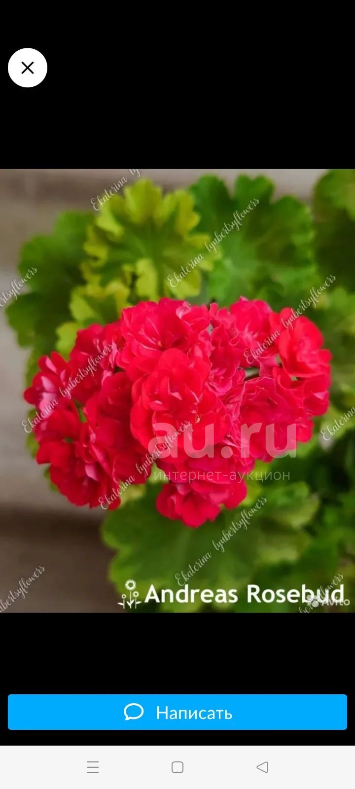 Цветы пеларгонии Andreas Rosebud