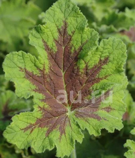 душистая пеларгония Chocolate Peppermint — купить в Красноярске ...