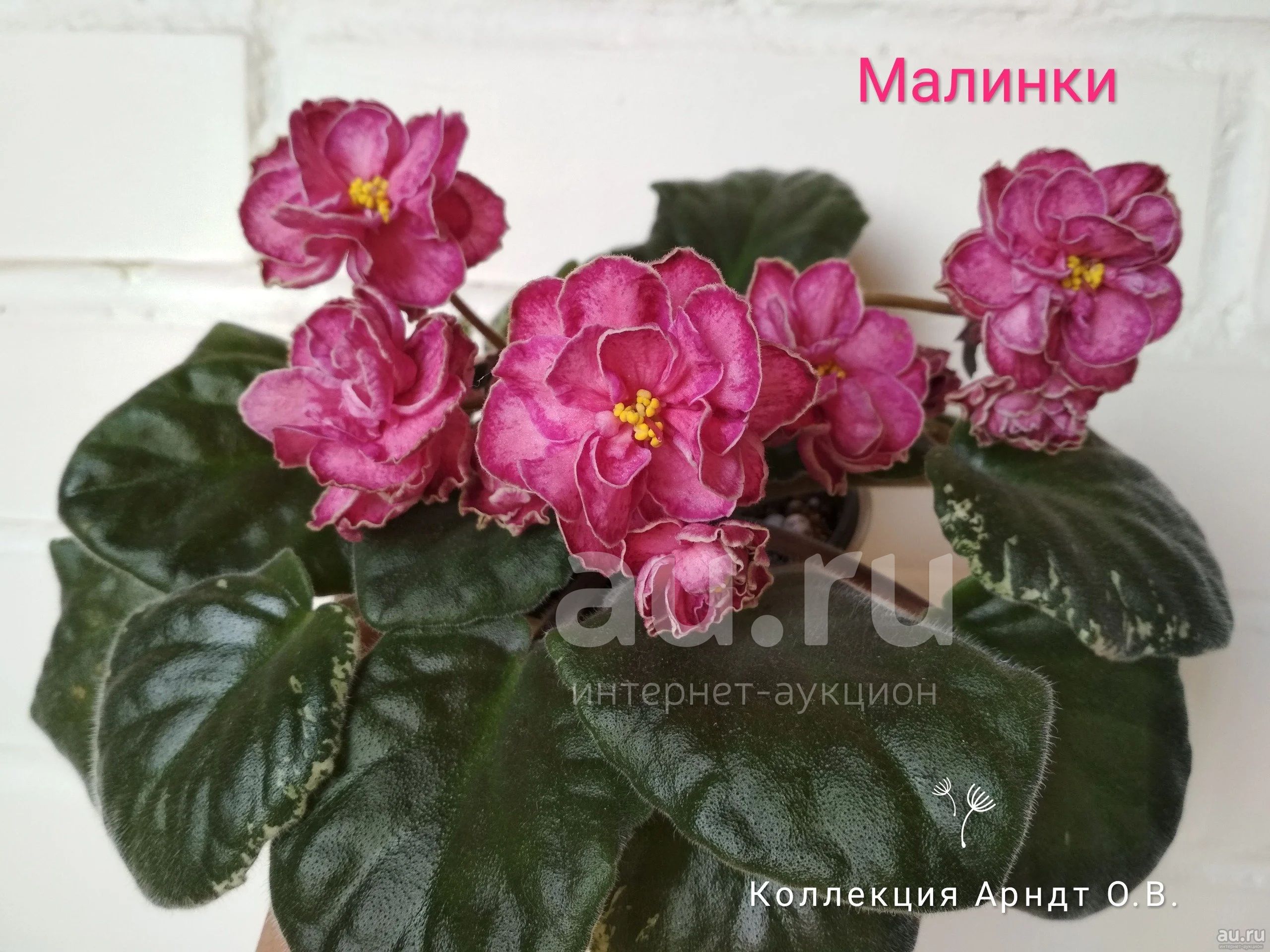 Нд Калинка Малинка фиалка