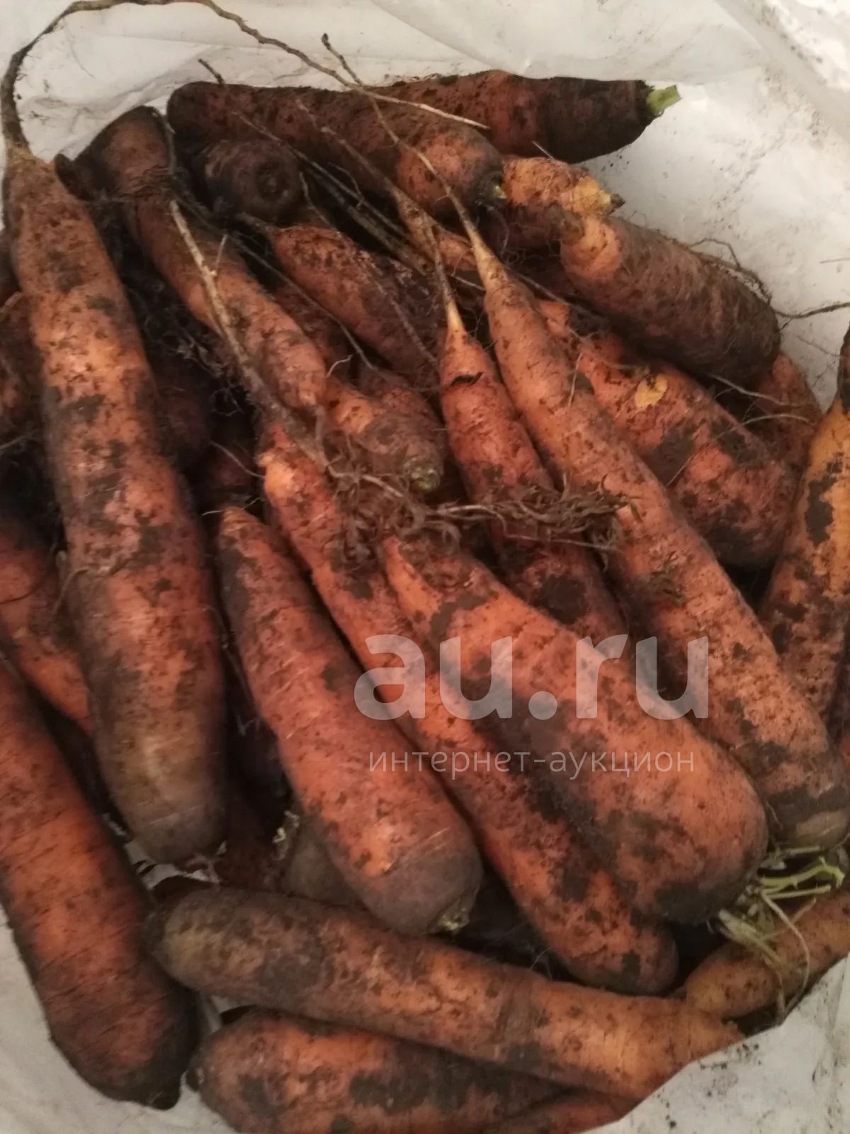 Морковь огородная деревенская — купить в Красноярске. Овощи, фрукты ...