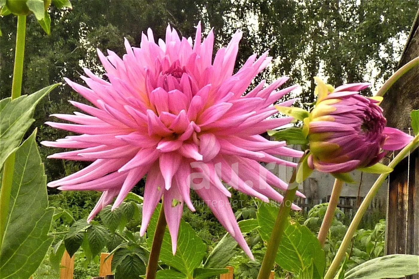 Георгин Dahlia Tirza