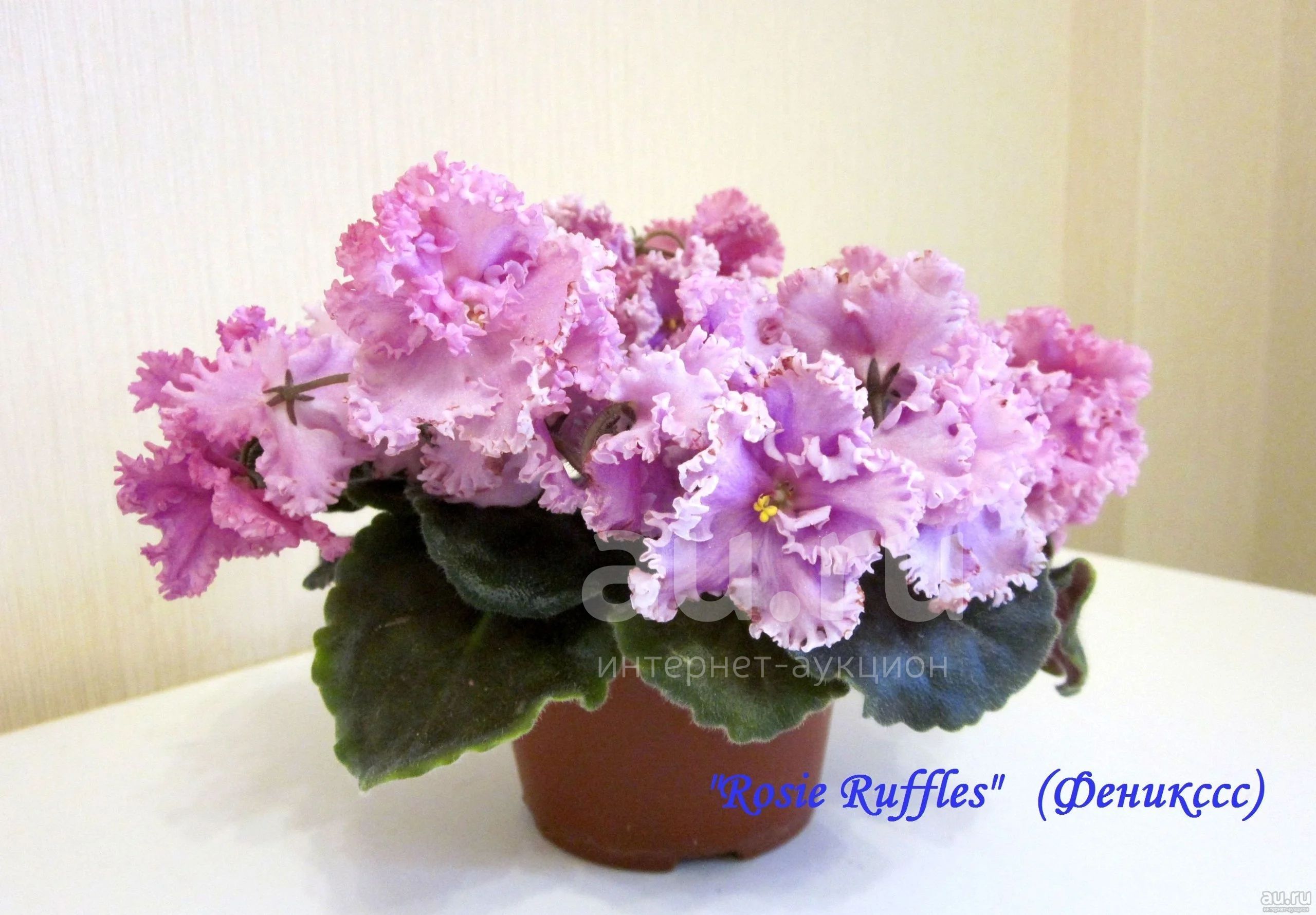 Фиалка Rosie Ruffles