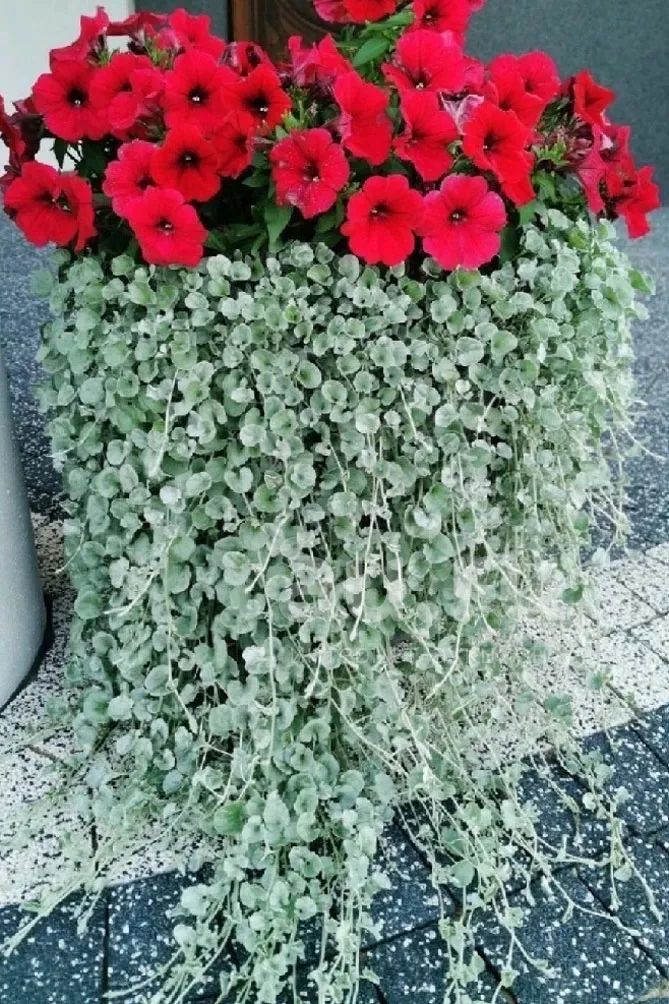 Дихондра Купить Семена В Интернет
