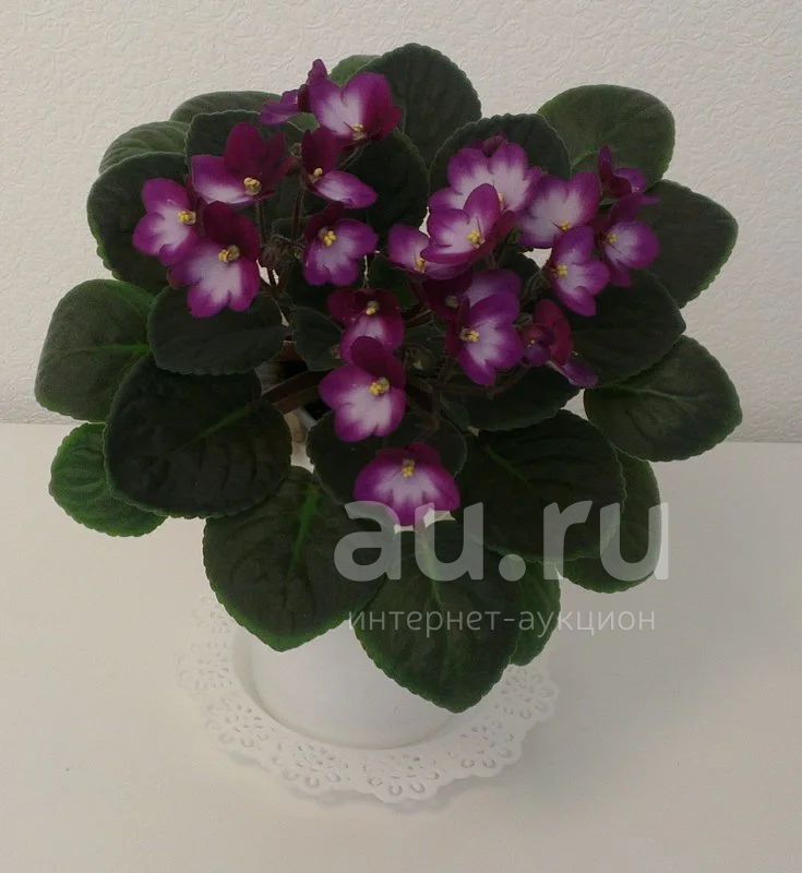 Промышленные Сорта Фиалки