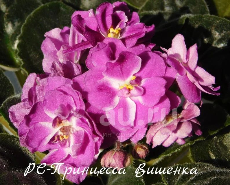 Фиалка Вишневая конфетка
