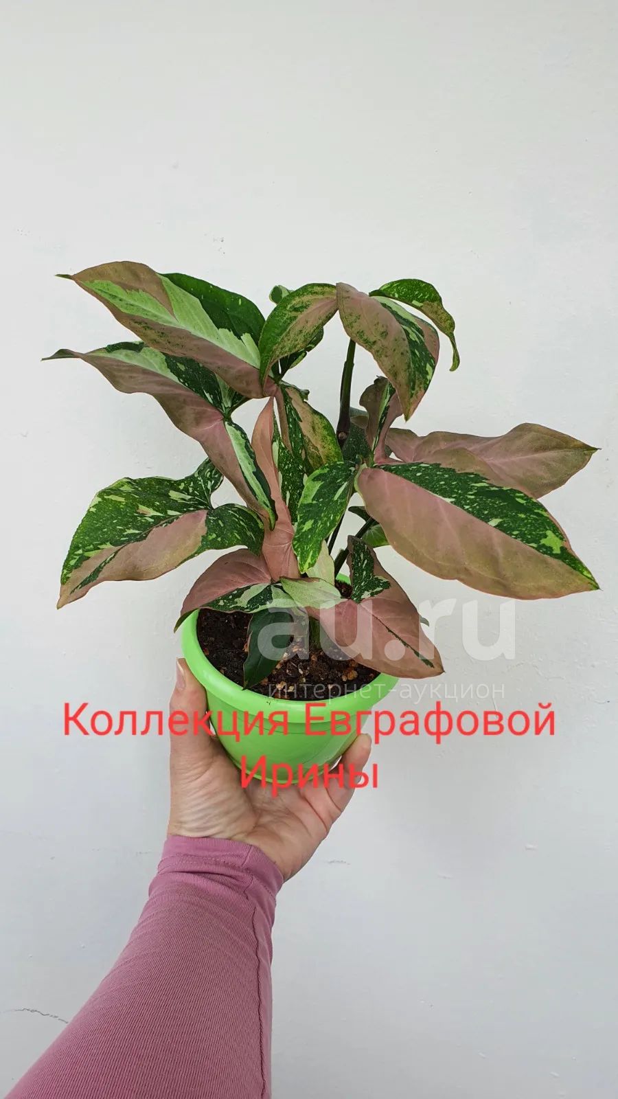 РЎРёРЅРіРѕРЅРёСѓРј Red spot Tricolor