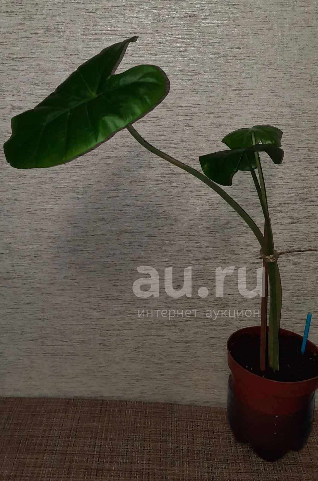 Плачущий цветок название