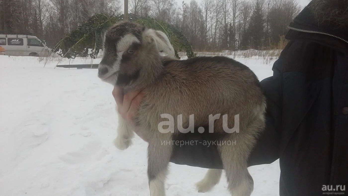 Комолый Альпо-чешский козлёнок — купить в Красноярске. Остальные животные  на интернет-аукционе Au.ru