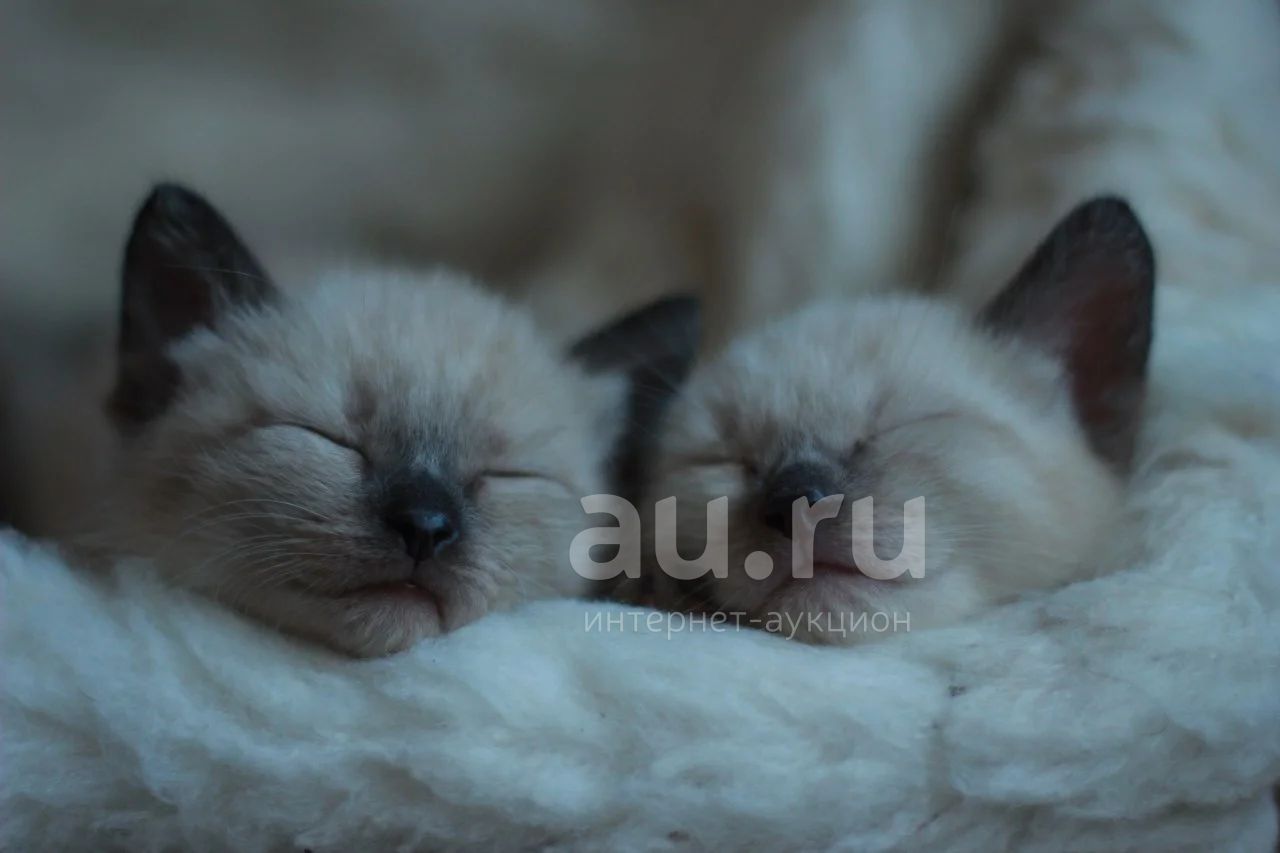 Сиамские котята новорожденные